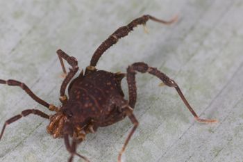 Media type: image;   Invertebrate Zoology 140068